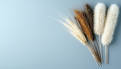 A collection of dried wheat and bunny tail grass stems are artfully arranged on a plain, pale blue background.
