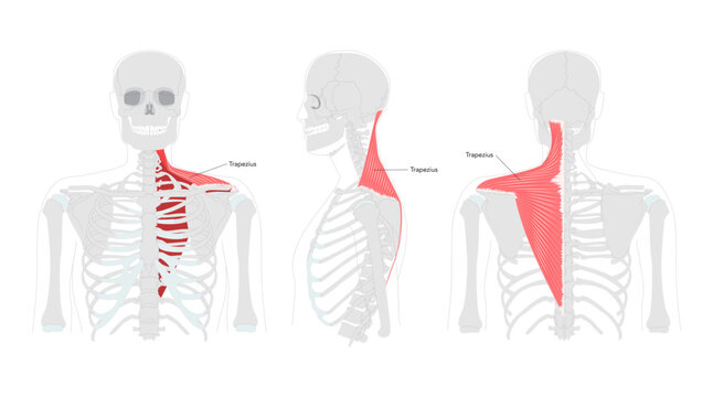 Trapezius - Large human back and neck muscle shown in labeled anatomy chart, shaped like a trapezoid, responsible for moving, rotating, and stabilizing the scapula, essential for posture and shoulder
