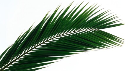 Obraz premium Palm leaf with transparent background