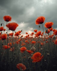 Obraz premium Dramatic Field of Red Poppies Under a Stormy Sky Evokes Nature's Beauty and Serenity