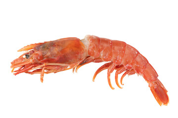 透明背景（png）に1匹の生のアカエビ