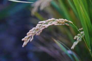 Mature rice in the field