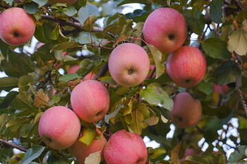 Close up of a red apple