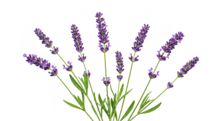 Vibrant Purple Lavender Flowers Isolated On Black Background