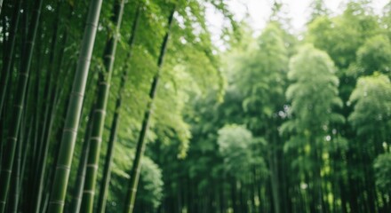 Fototapeta premium bamboo