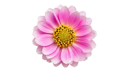 Pink Dahlia Flower With Yellow Center On Black Background