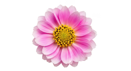 Pink Dahlia Flower With Yellow Center On Black Background