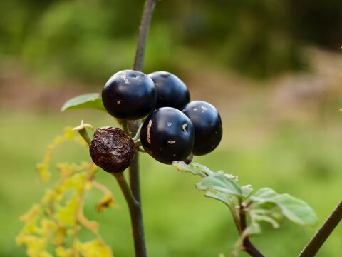 leunca fruit with blurred background