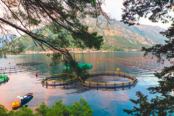 Aquaculture farm in Bay of Kotor, Montenegro, practice that is widespread in region. Circular cages visible are used for farming marine fish, while lines of buoys support shellfish cultivation