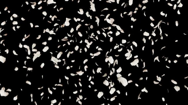 falling white feathers on black background