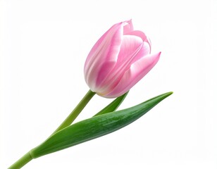 Naklejka premium Single pink tulip with smooth petals Isolated on White