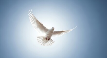 White dove flying against blue sky