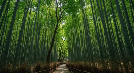 Fototapeta premium green bamboo forest