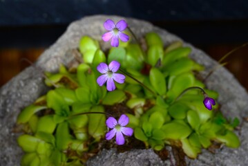 Common butterwort (Pinguicula). Lentibulariaceae. A carnivorous plant that catches insects with the mucus on its leaves. Purple flowers bloom in summer.