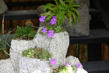 Common butterwort (Pinguicula). Lentibulariaceae. A carnivorous plant that catches insects with the mucus on its leaves. Purple flowers bloom in summer.
