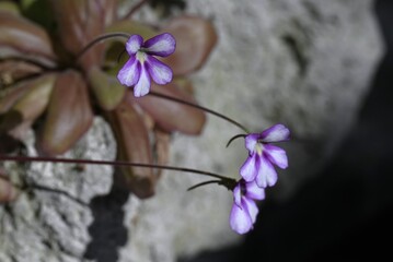 Common butterwort (Pinguicula). Lentibulariaceae. A carnivorous plant that catches insects with the mucus on its leaves. Purple flowers bloom in summer.