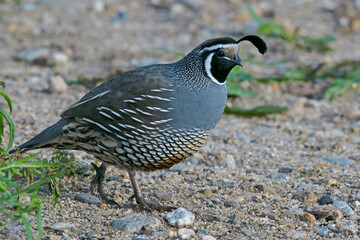 California Quail walking