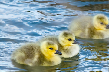 Canada Goose goslings in Boise Idaho