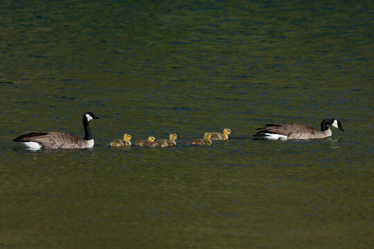 Canada Goose family