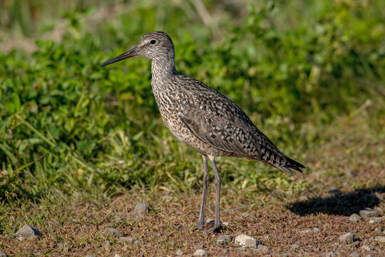 Willet (Tringa semipalmata)