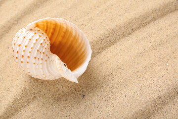 Beautiful seashell on beach sand with lines, closeup
