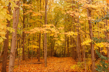  beautiful view of autumn forest with golden colorful leaves,tree branches