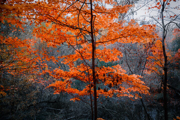 closeup amazing view of autumn season forest, bright orange tree in foreground