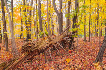 great amazing view of autumn forest with an old falling tree in foreground 