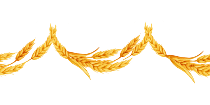 Seamless wheat border with golden ears arranged in a flowing line. Natural cereal elements suitable for packaging, labels, bakery branding, harvest themes, and decorative compositions