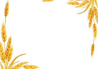 Watercolor frame with golden wheat ears arranged in the corners on a white background, creating a natural botanical border suitable for labels, packaging, invitations and seasonal designs