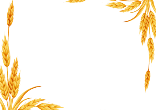 Watercolor frame with golden wheat ears arranged in the corners on a white background, creating a natural botanical border suitable for labels, packaging, invitations and seasonal designs