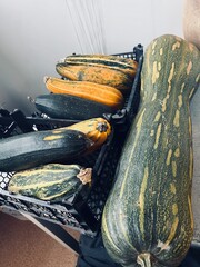 Assorted squashes and gourds in a storage basket, showcasing different shapes and colors. These fresh harvest vegetables highlight autumn's bounty, ideal for cooking or decoration.