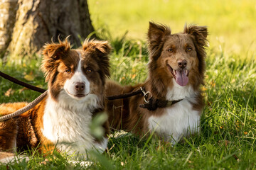 Two red bi Australian Shepherds resting together in sunny grass, alert expressions and relaxed herding-dog vibe