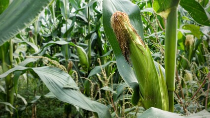 Lush green corn cob growing on a stalk in a vast agricultural field under bright sunlight. © Fajri Mulia Hidayat