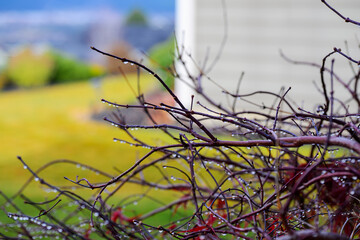 Close up of raindrops hanging from the branches of a Dwarf Crimson Queen Japanese Maple tree as it loses it's leaves at Autumn.