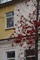Rowan tree with red berries on the branches against the background of the walls of an old brick house with yellow walls and windows in late autumn