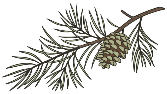 Illustration of a pine tree branch with long needles and a single cone hanging from the branch