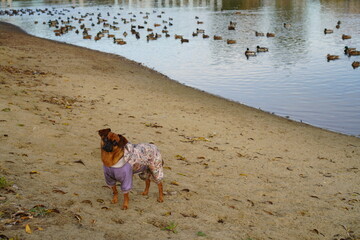 Brown Chihuahua dog in autumn overalls standing on a sandy shore near the water against the background of a flock of wild ducks during a walk as a concept of caring for pets