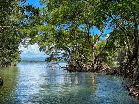 Bonita vista hacia el mar desde un manglar con un cielo parcialmente nublado de fondo 