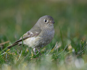 Ruby-crowned Kinglet perched on the ground in natural grass habitat. Close-up wildlife photo highlighting the tiny songbird’s soft coloring and delicate details with a shallow depth of field.