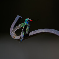 Obraz premium A Broad-billed Hummingbird on a perch