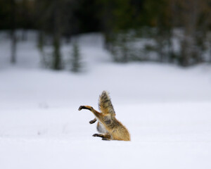 Obraz premium Red Fox Hunting in snow