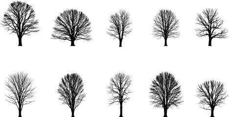 Leafless tree silhouettes, winter tree forms, bare branches, forest graphics, botanical icons, nature shapes, cad drawing flat vector illustration © LatifunNahar