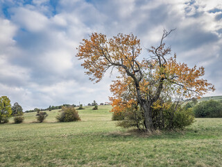 Panorama of a lone autumn tree on the slopes of Vrh Rajac in Serbia, by open meadows under a cloudy sky. Rajac is a mountain of Sumadija, part of dinaric alps, a serbian natural touristic destination