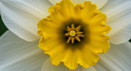 Close up of a vibrant yellow and white daffodil flower in full bloom
