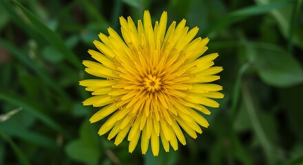 Close up of a vibrant yellow dandelion flower set against a green background