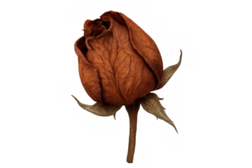 Withered brown rose bud showing fragility and the passing of time, isolated on a transparent background