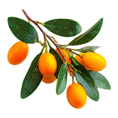 Obraz premium Kumquat branch with fruits and leaves on transparent background