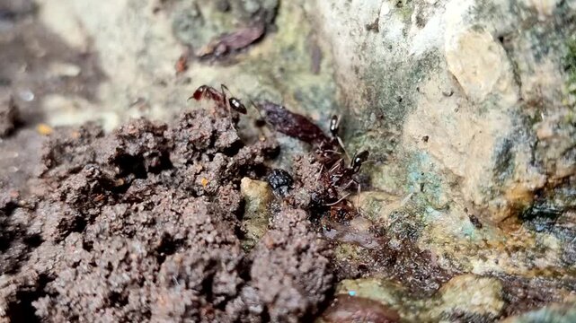 Odontomachus bauri or trap-jaw ant. This ant has unique jaw adaptations for hunting and survival, making it a fascinating species.