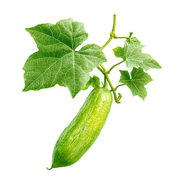 Pointed gourd with leaves, vegetable on transparent background